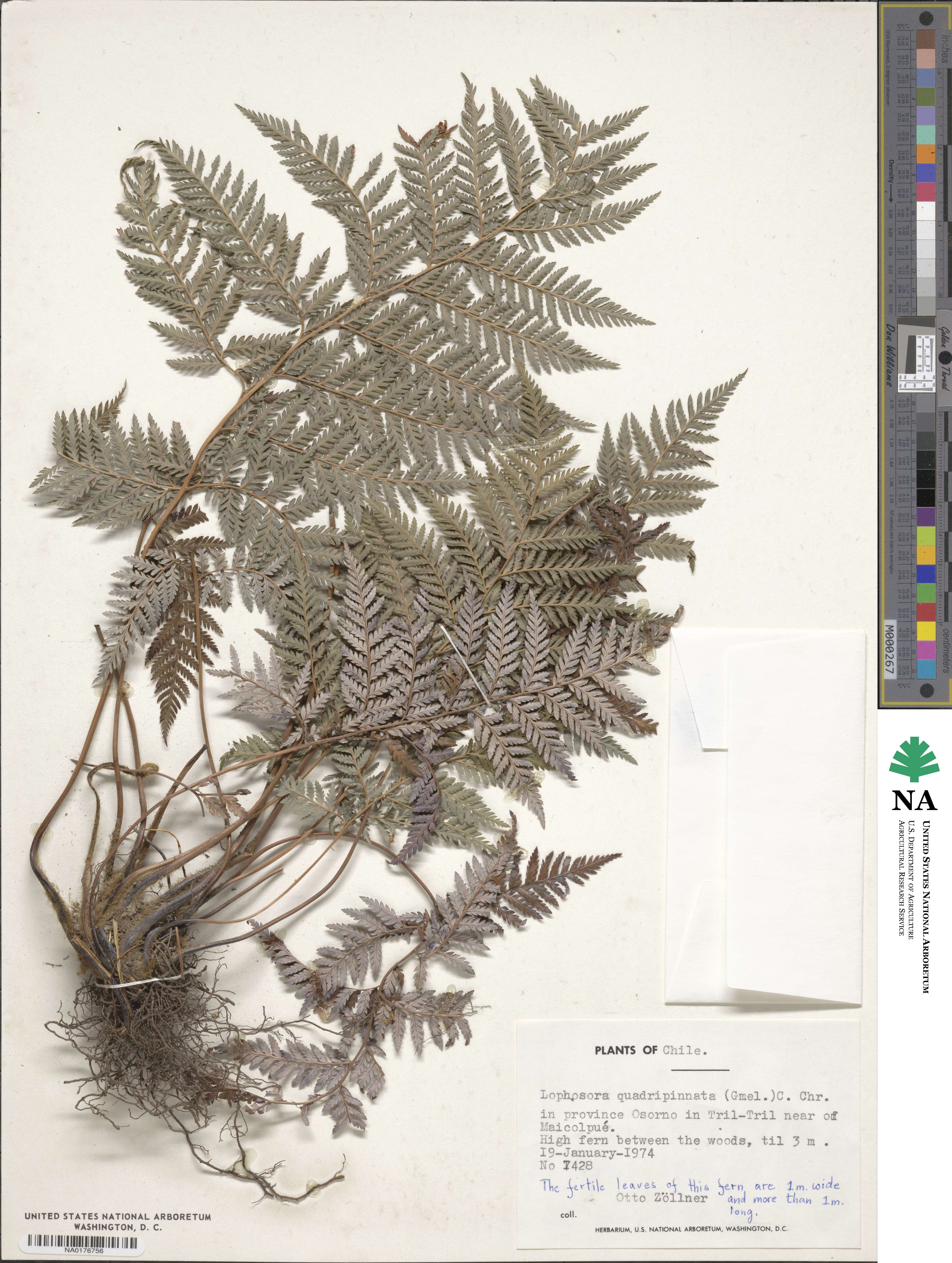 Lophosoria image