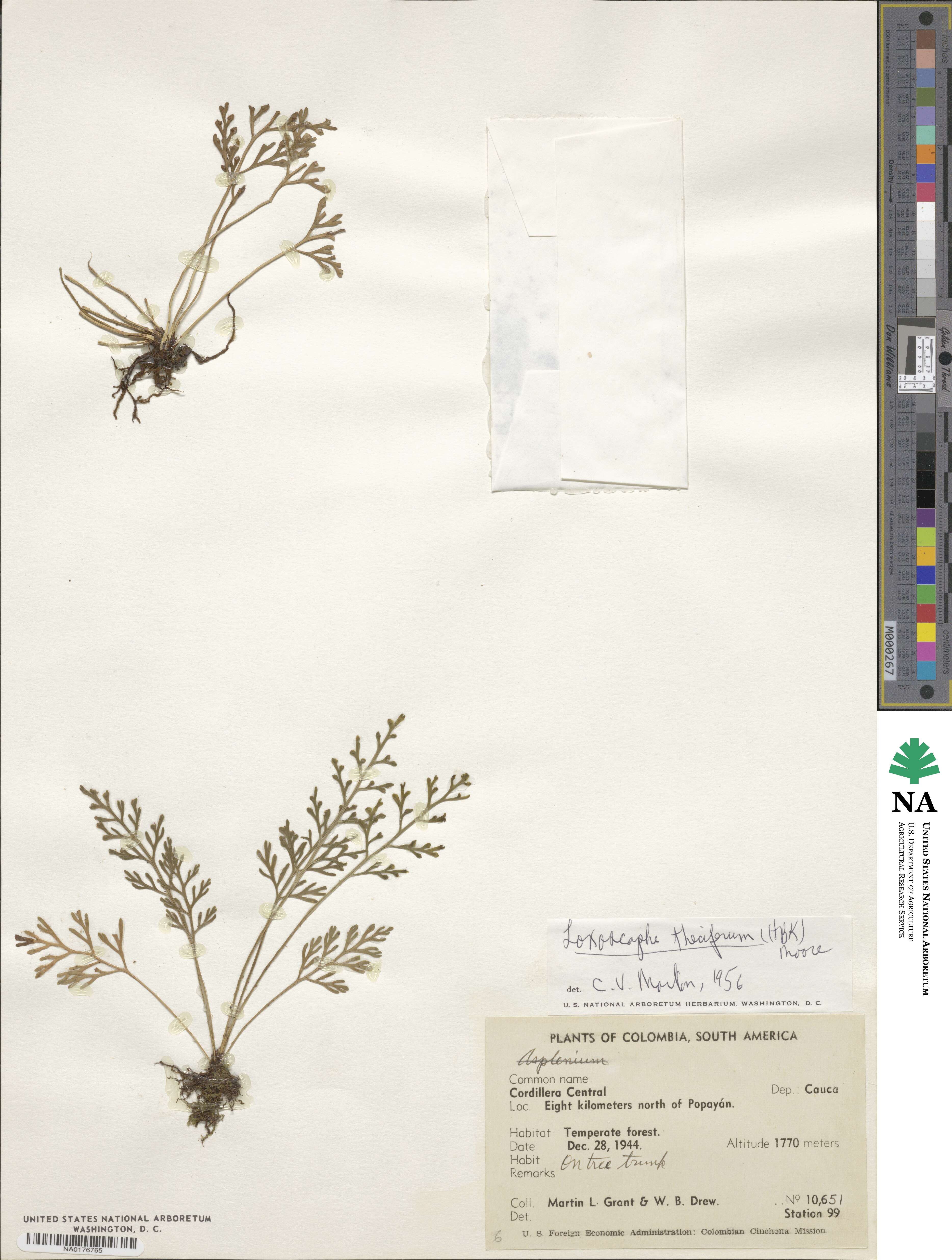 Asplenium theciferum image