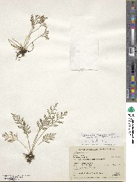 Asplenium theciferum image