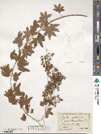 Lygodium palmatum image