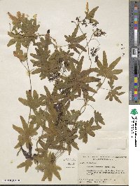 Lygodium palmatum image