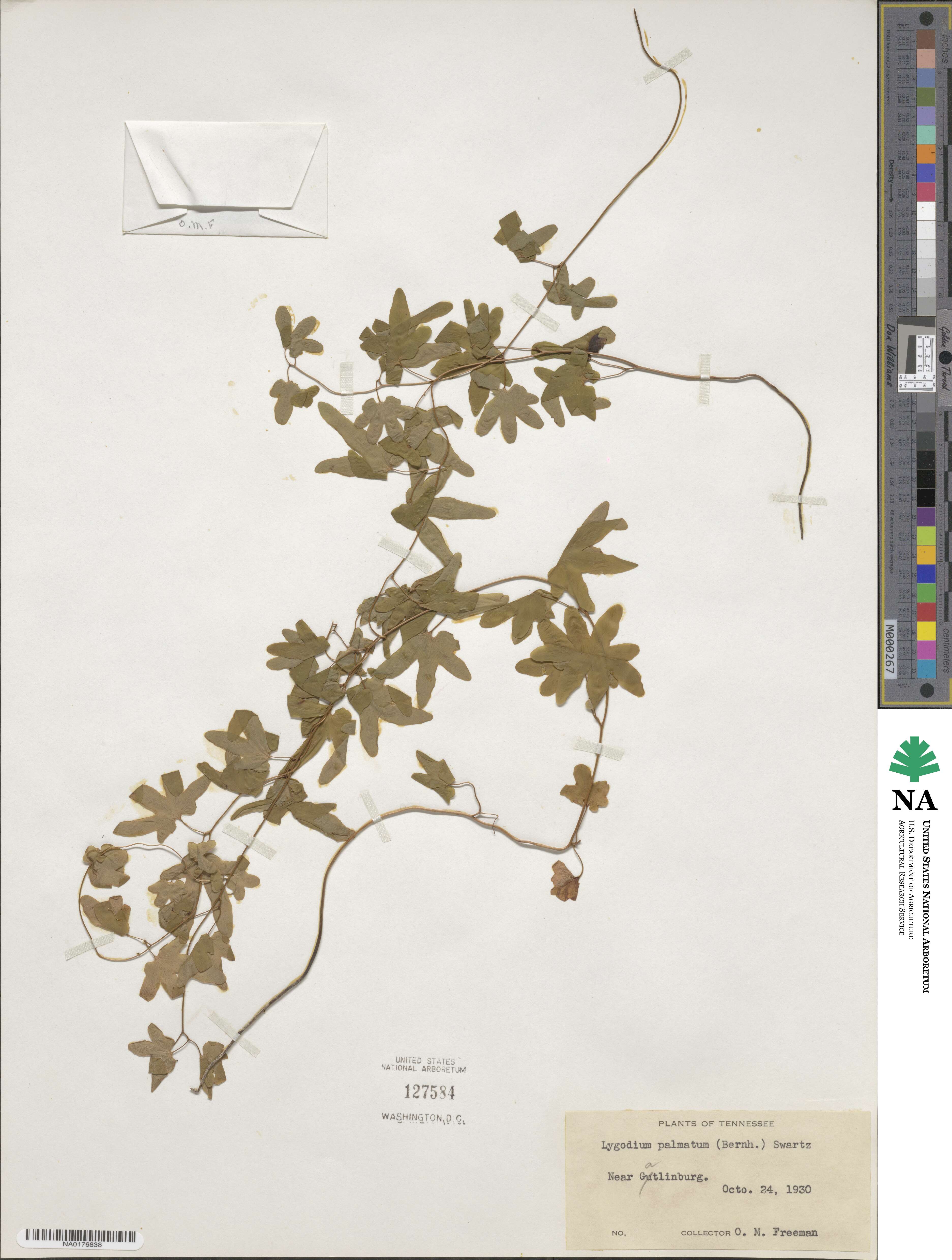Lygodium palmatum image
