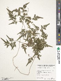 Lygodium japonicum image