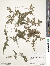 Lygodium japonicum image