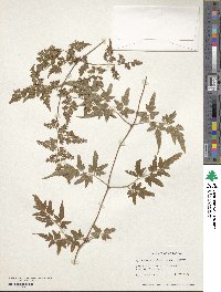 Lygodium japonicum image