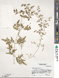 Lygodium japonicum image