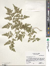 Lygodium japonicum image