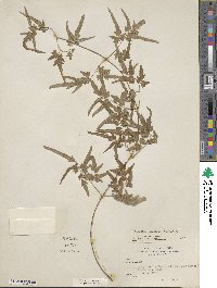 Lygodium japonicum image