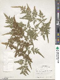 Lygodium japonicum image