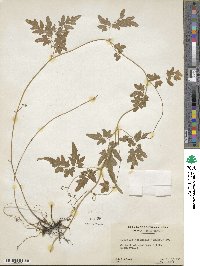 Lygodium japonicum image