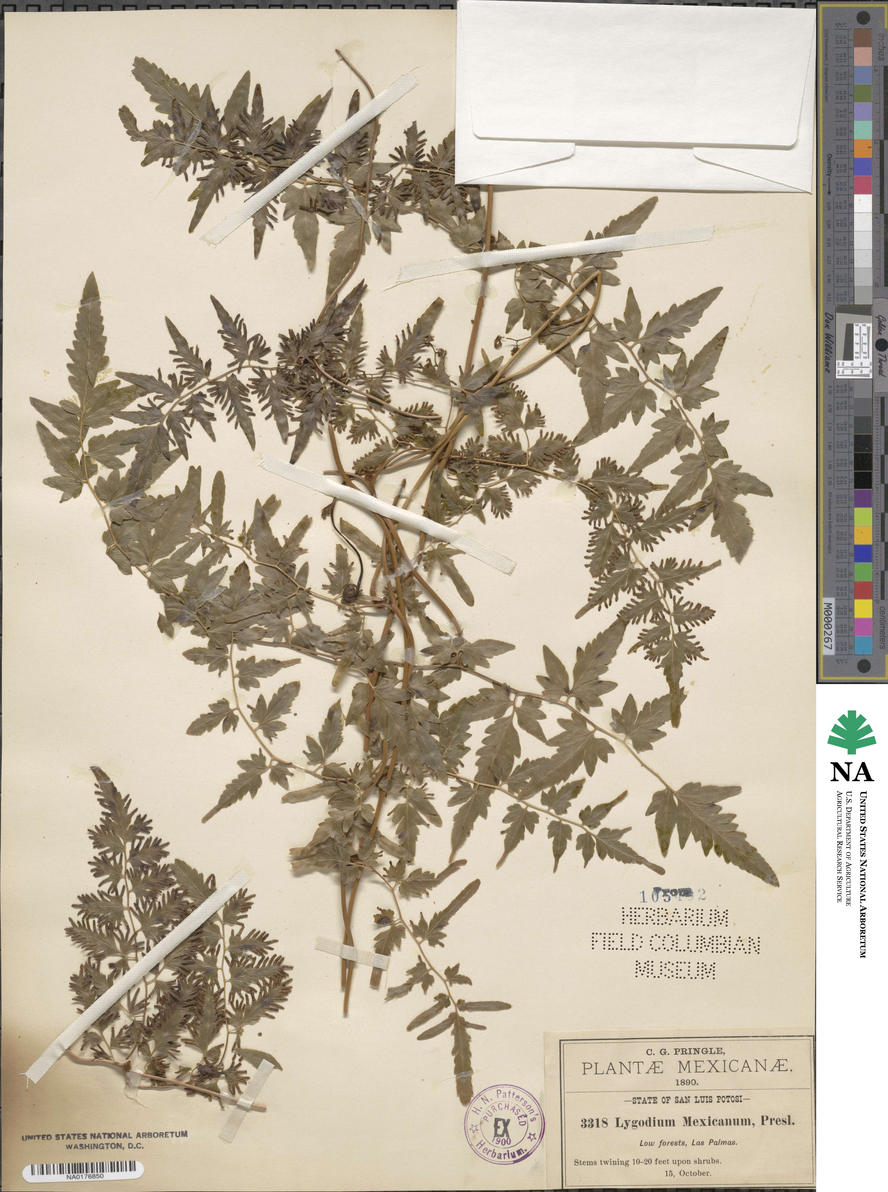 Lygodium venustum image