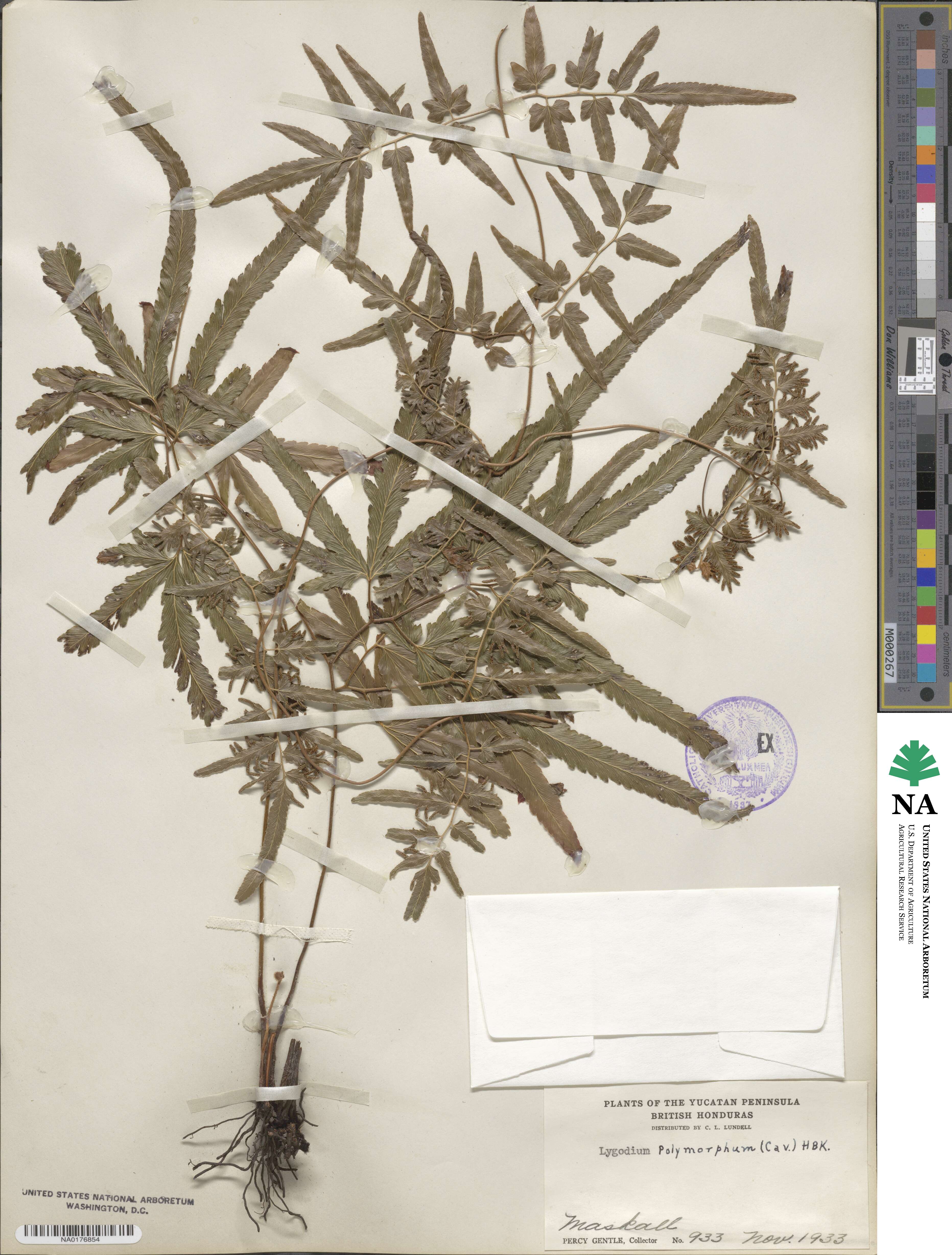 Lygodium flexuosum image