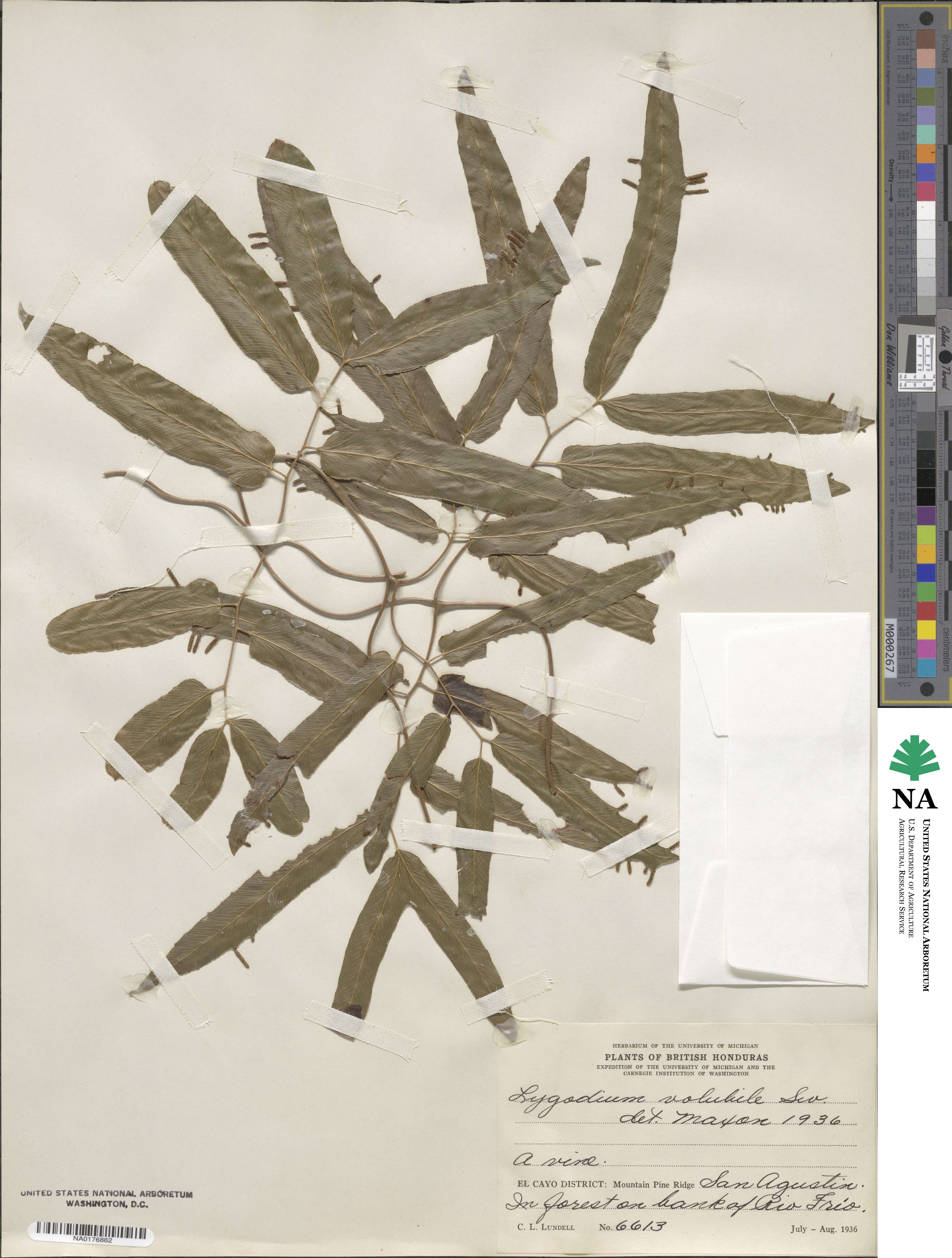 Lygodiaceae image