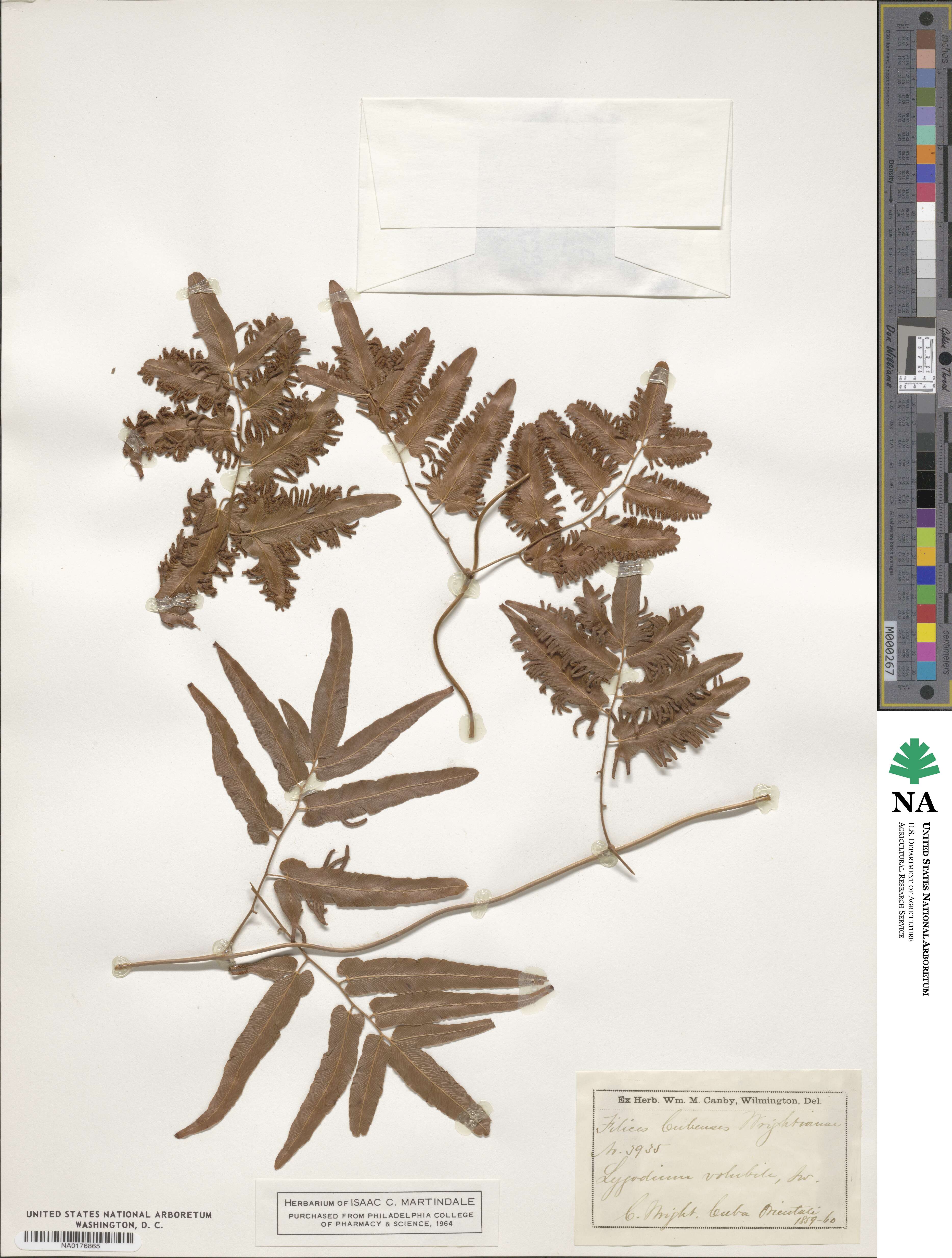 Lygodium volubile image