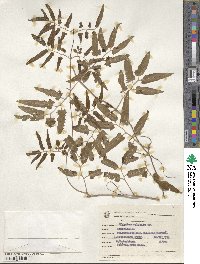 Lygodium volubile image