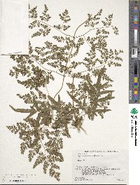 Lygodium japonicum image