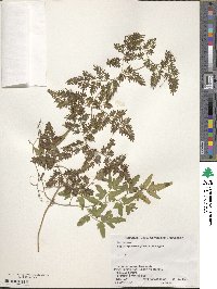 Lygodium japonicum image