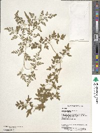 Lygodium japonicum image