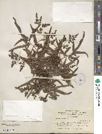 Lygodium japonicum image