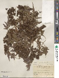 Lygodium japonicum image