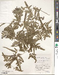 Lygodium japonicum image