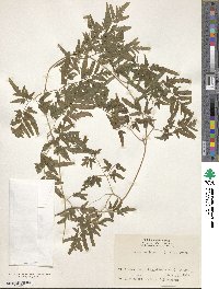 Lygodium japonicum image