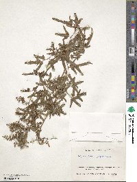 Lygodium japonicum image