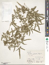 Lygodium japonicum image