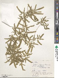 Lygodium japonicum image