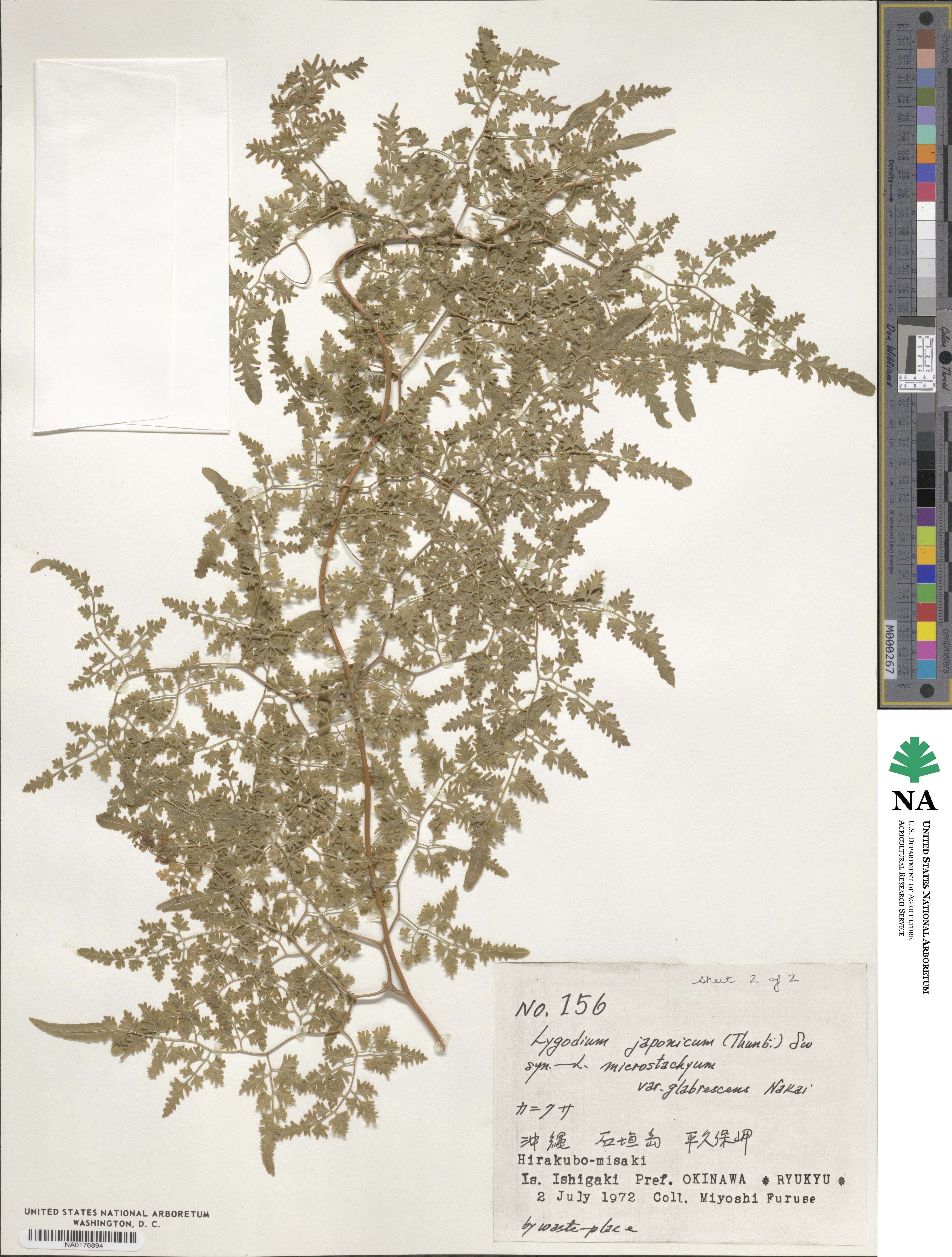 Lygodium japonicum image