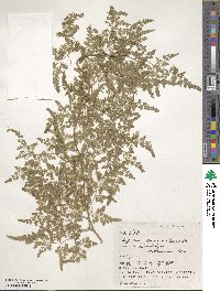 Lygodium japonicum image