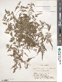 Lygodium japonicum image