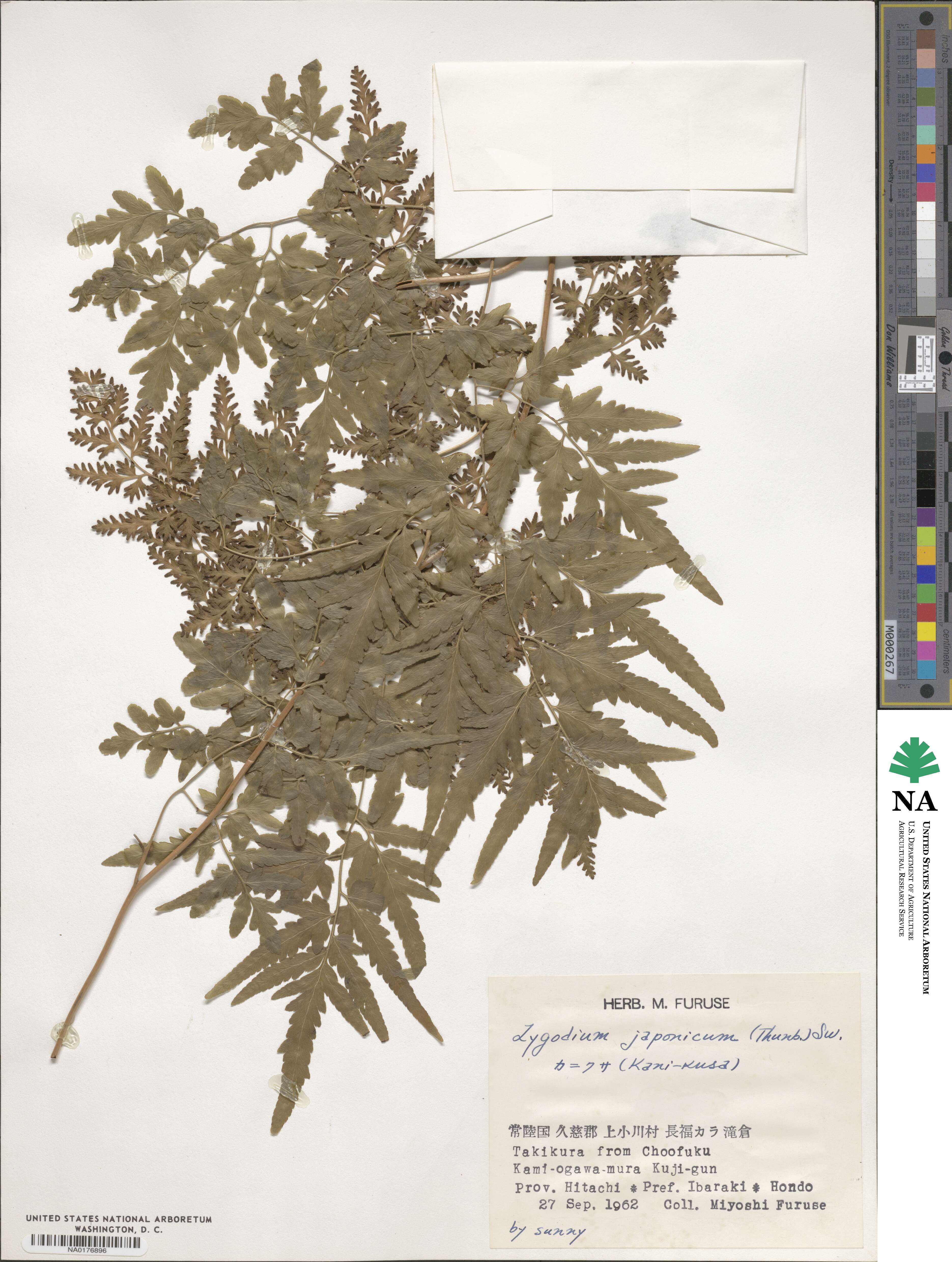Lygodium japonicum image