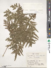 Lygodium japonicum image