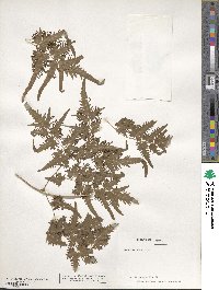 Lygodium japonicum image