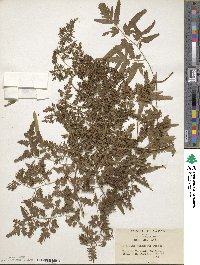 Lygodium japonicum image