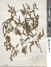 Lygodium japonicum image