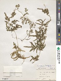 Lygodium japonicum image