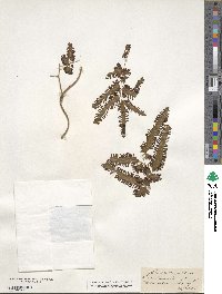 Image of Lygodium salicifolium