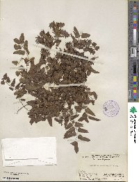 Lygodium scandens image