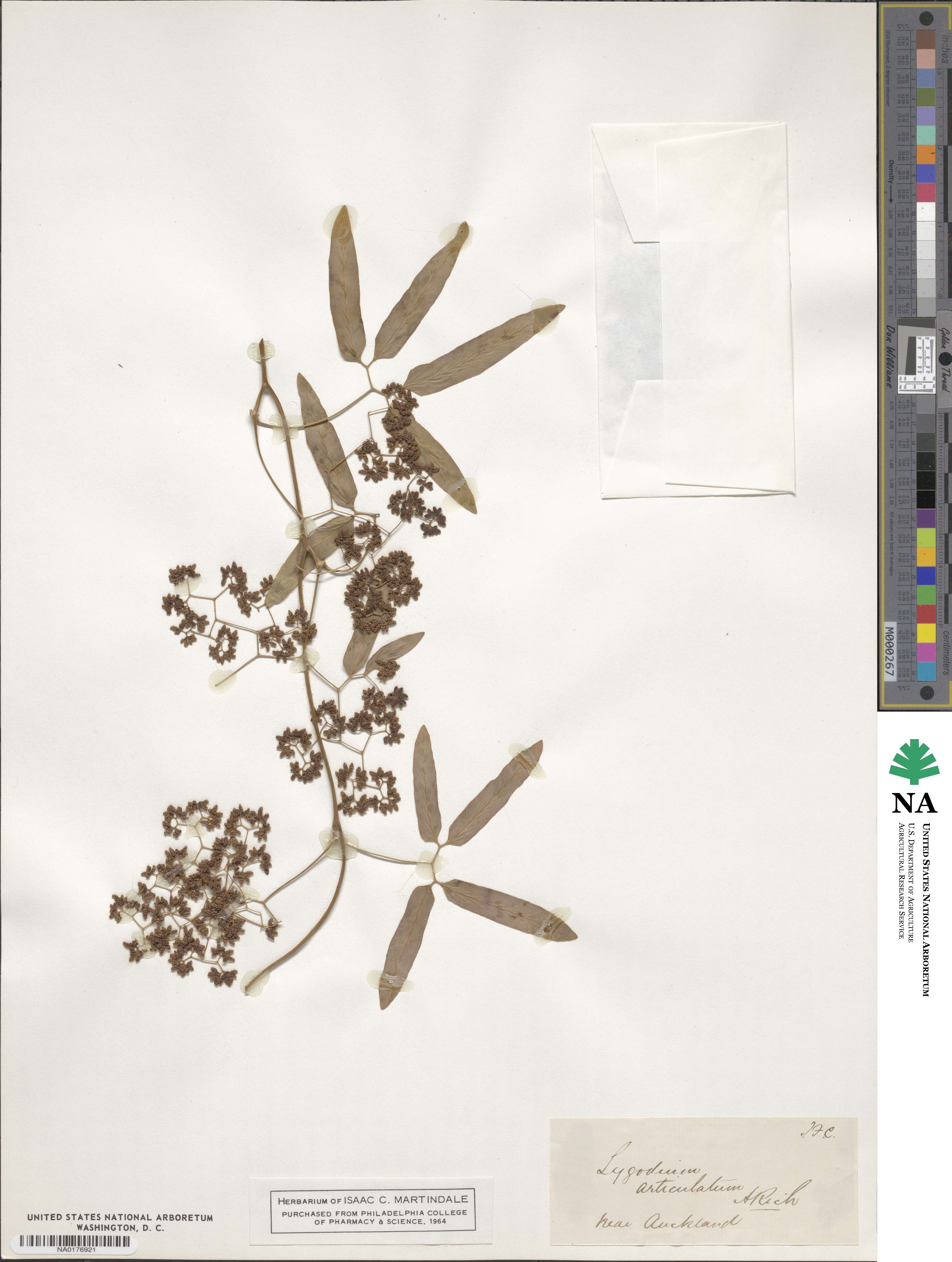 Lygodium articulatum image