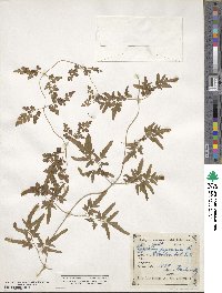 Lygodium japonicum image