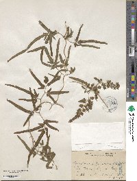 Lygodium japonicum image