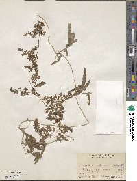 Lygodium japonicum image