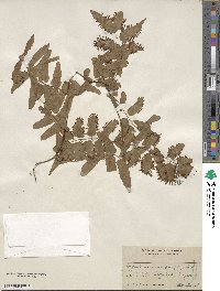 Lygodium scandens image