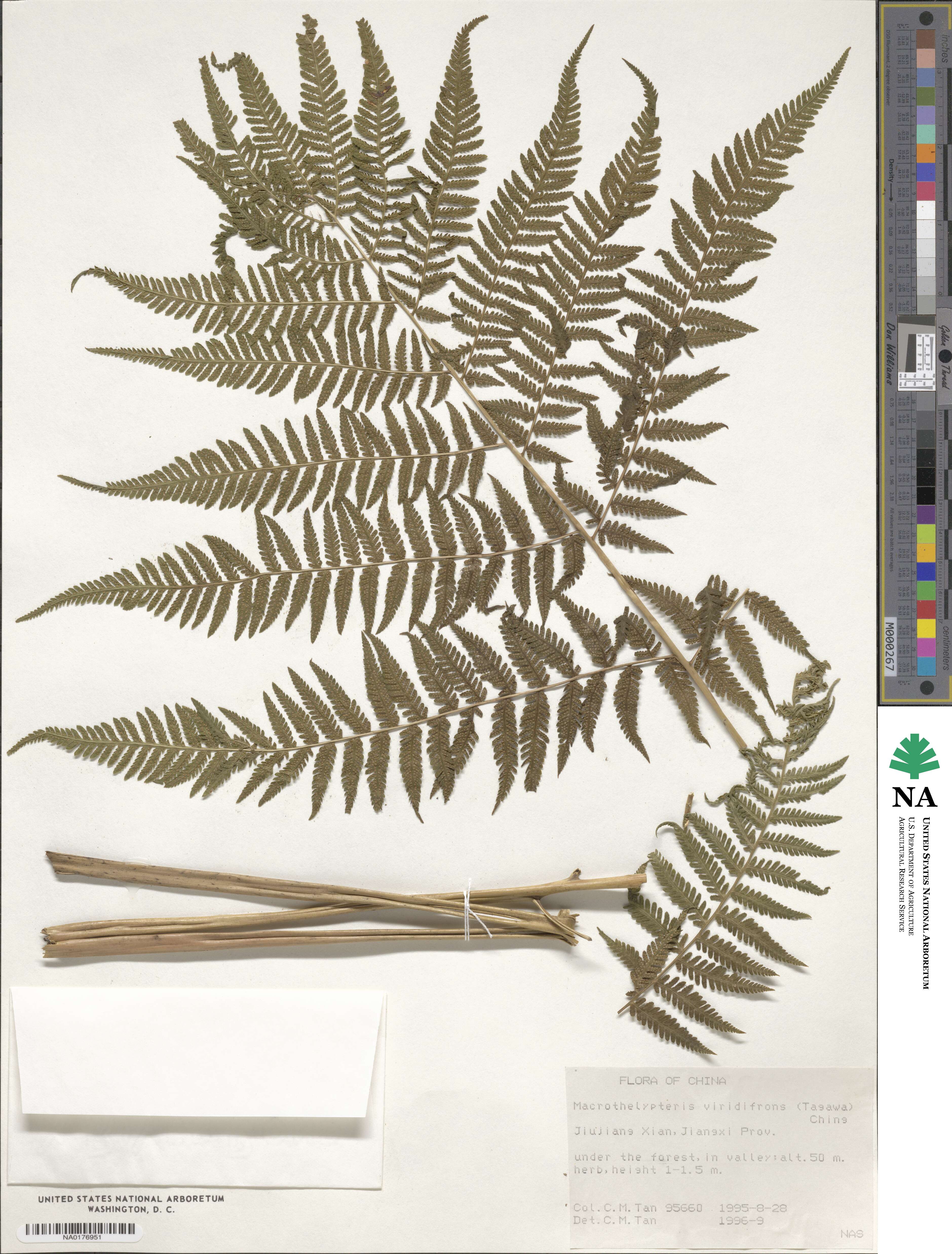 Macrothelypteris viridifrons image