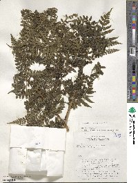 Eupodium kaulfussii image