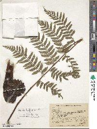 Eupodium kaulfussii image