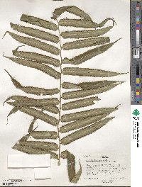 Marattia fraxinea image