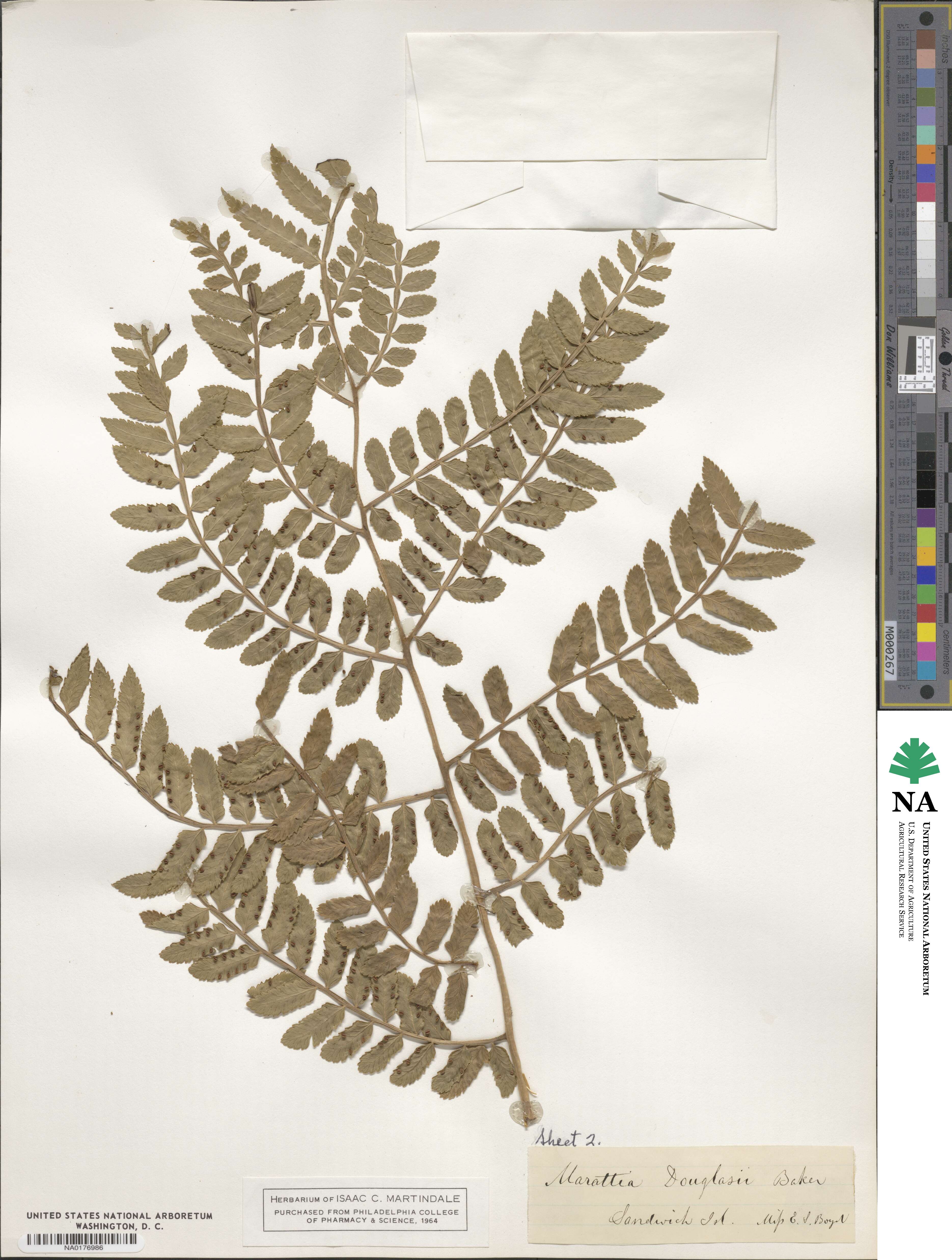 Marattia douglasii image